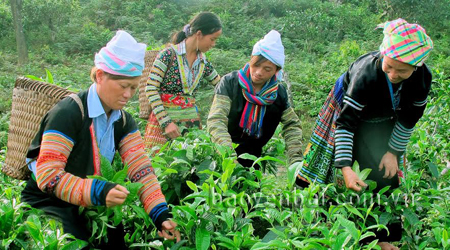 Người Mông xã Suối Giàng (Văn Chấn) thu hoạch chè Shan tuyết.